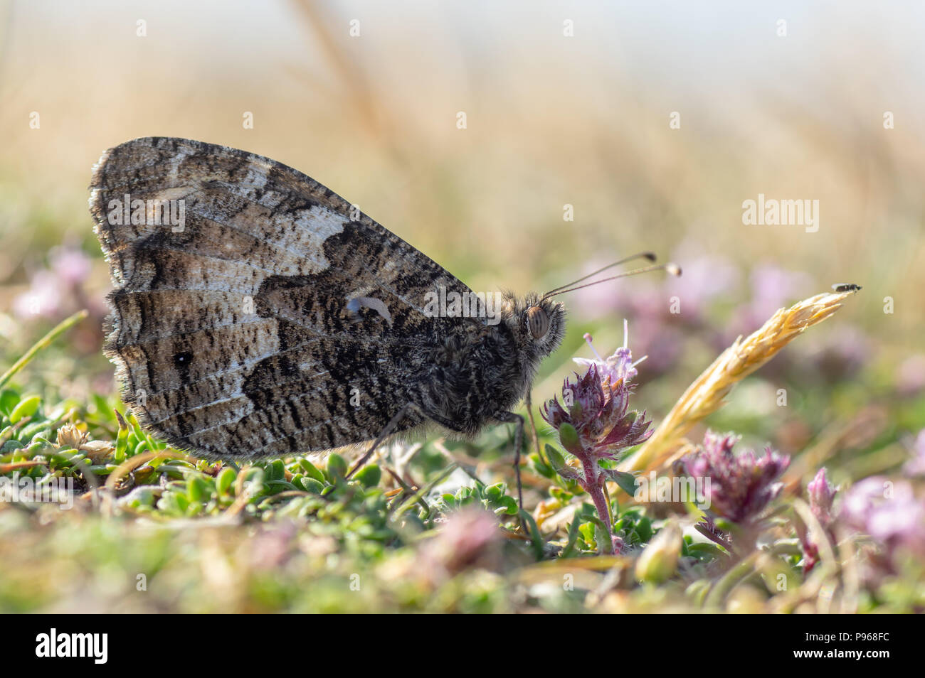 Grayling butterfly (Hipparchia semele) nectaring. Butterfly in the family Nymphalidae at rest on ground with underside of wings visible Stock Photo