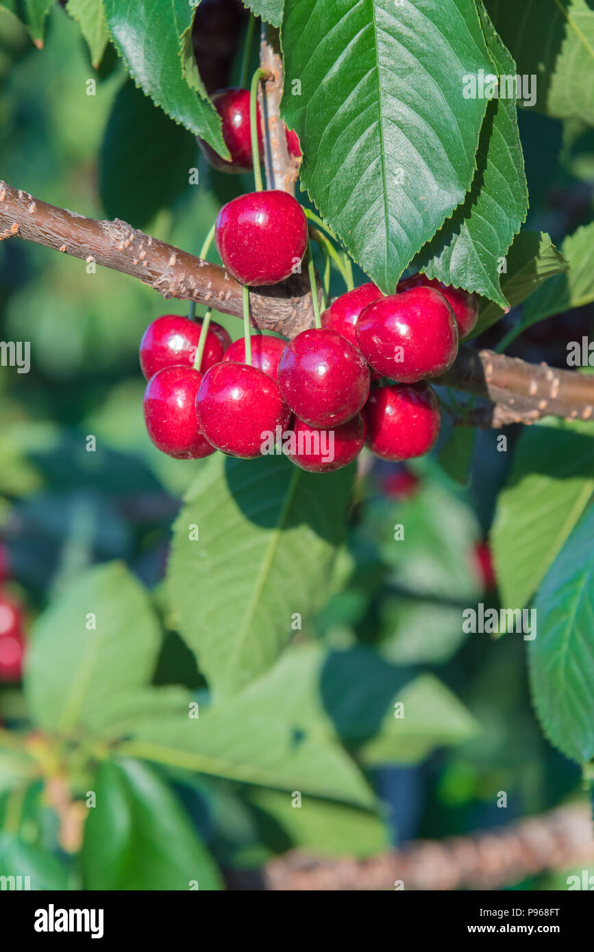 Penticton cherry farm hires stock photography and images Alamy