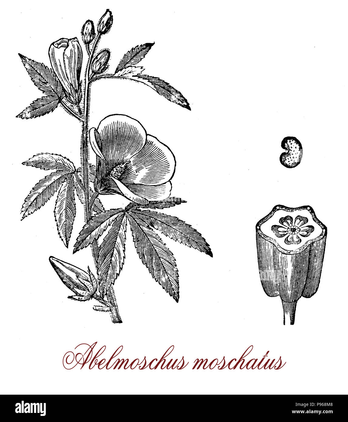 Vintage engraving of musk mallow, aromatic and medicinal plant native to Asia and Australia Stock Photo