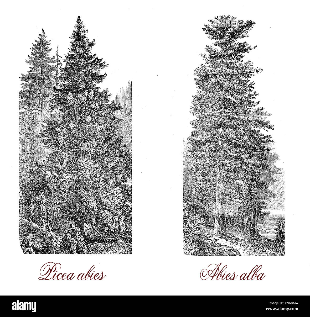 Vintage engraving of Norway spruce (picea abies), the Christmas tree (abies alba), and the European silver fir (abies alba) of white wood. Stock Photo