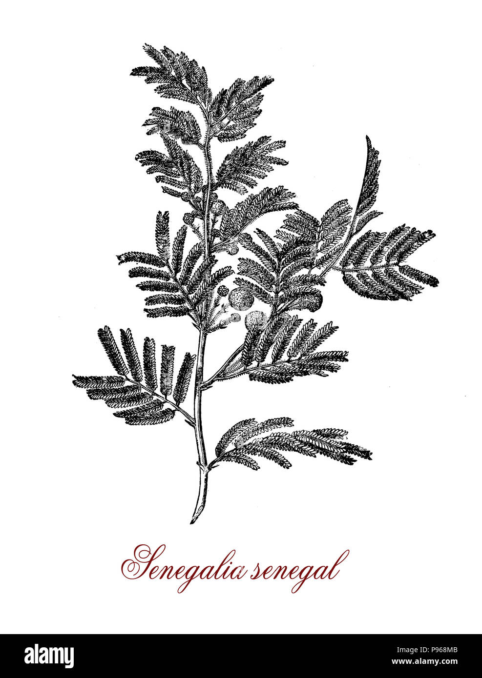 Vintage engraving of acacia senegal or gum acacia (senegalia senegal) , source of the best quality gum arabic or hashab gum.Used as food additive and in cosmetics. Stock Photo