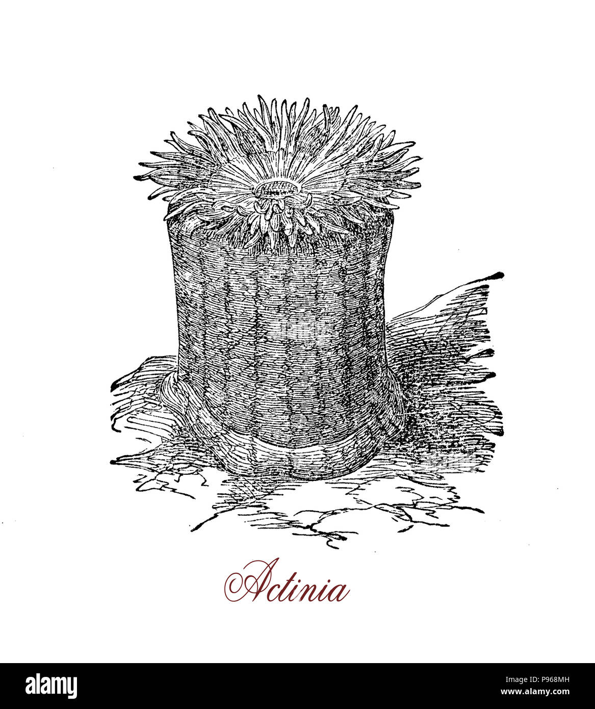 Vintage engraving of beadlet anemone ,  common sea anemone  marine and predatory animal found on rocky shores around the coasts,it presents up to 192 tentacles, arranged in six circles. Stock Photo