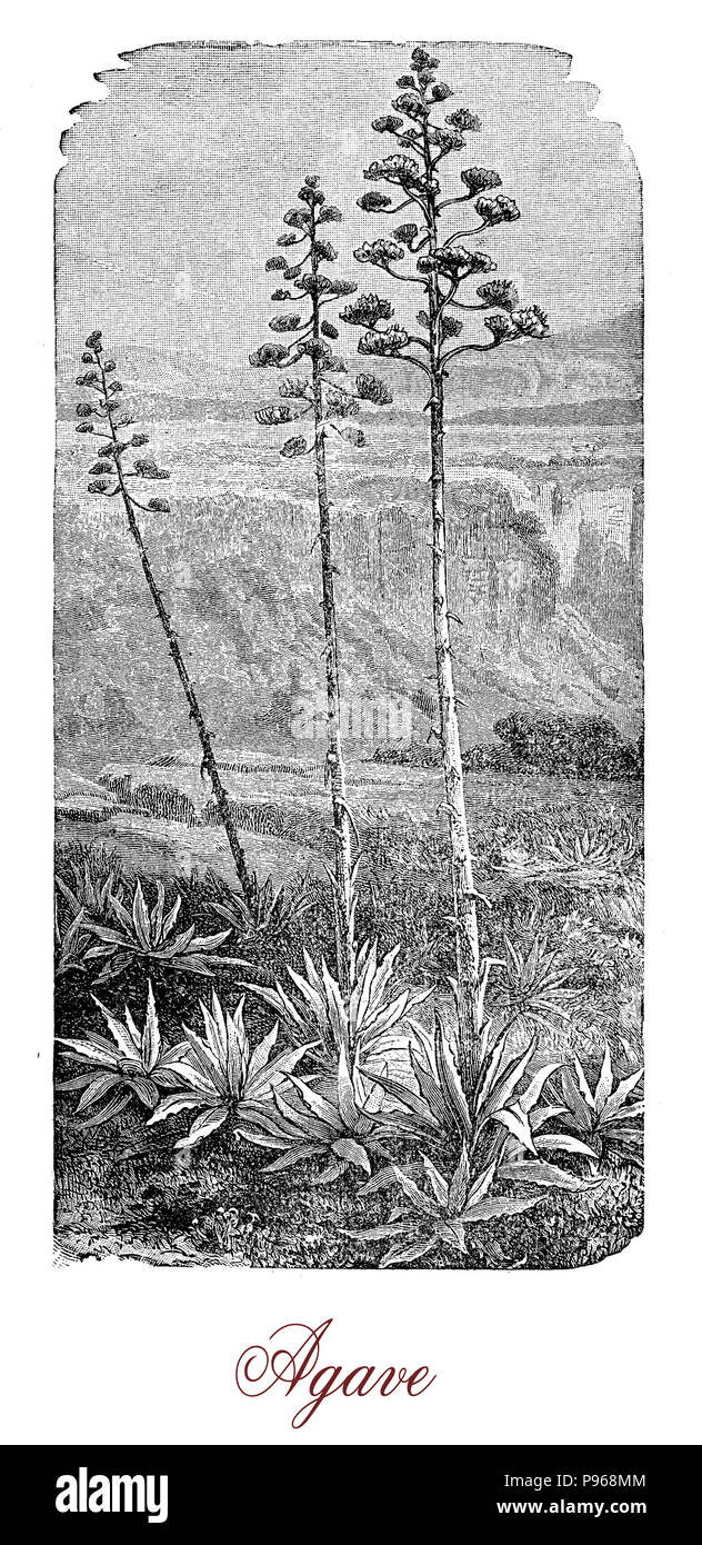 Vintage engraving of  agave,succulent plant with fleshy leaves native to Mexico and tropical areas of America, edible and used in traditional medicine Stock Photo