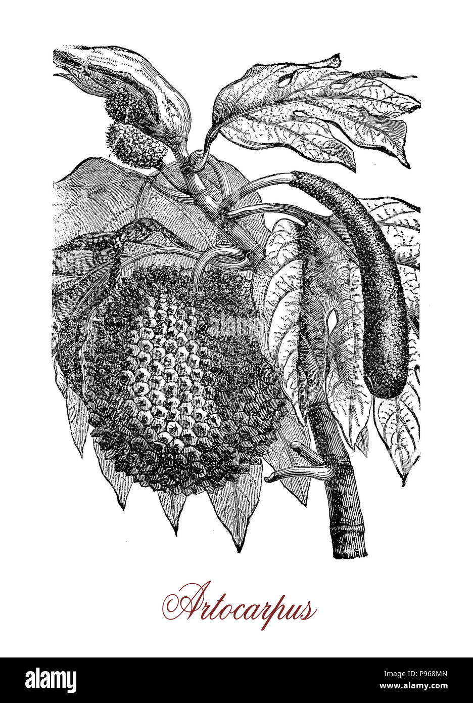 Vintage engraving of Artocarpus, tropical tree of Southeast Asia and Pacific commonly cultivated for the edible fruits called breadfruits. Stock Photo