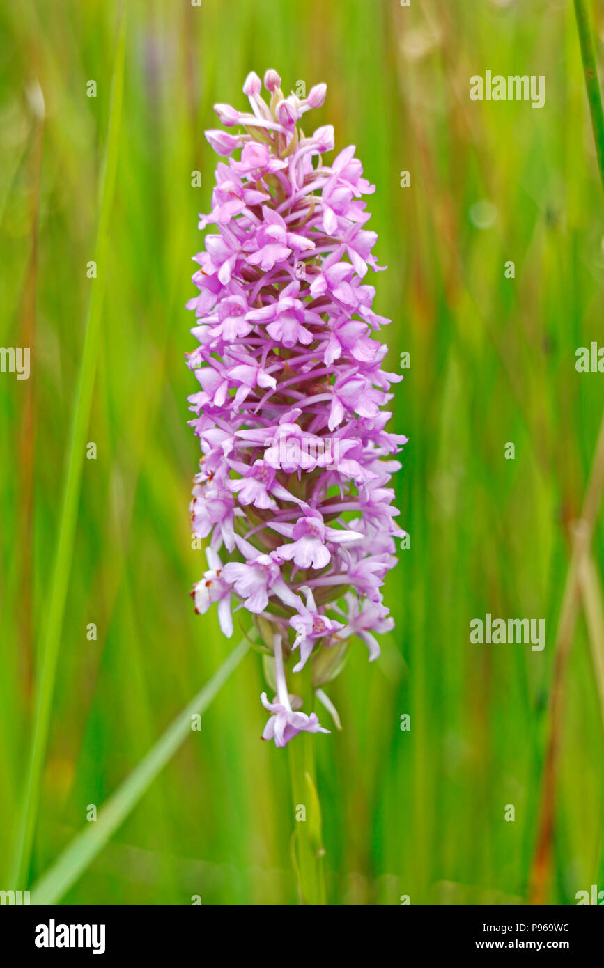 A flower spike of a Fragrant Orchid, Gymnadenia conopsea, on Southrepps Common, Southrepps, Norfolk, England, United Kingdom, Europe. Stock Photo