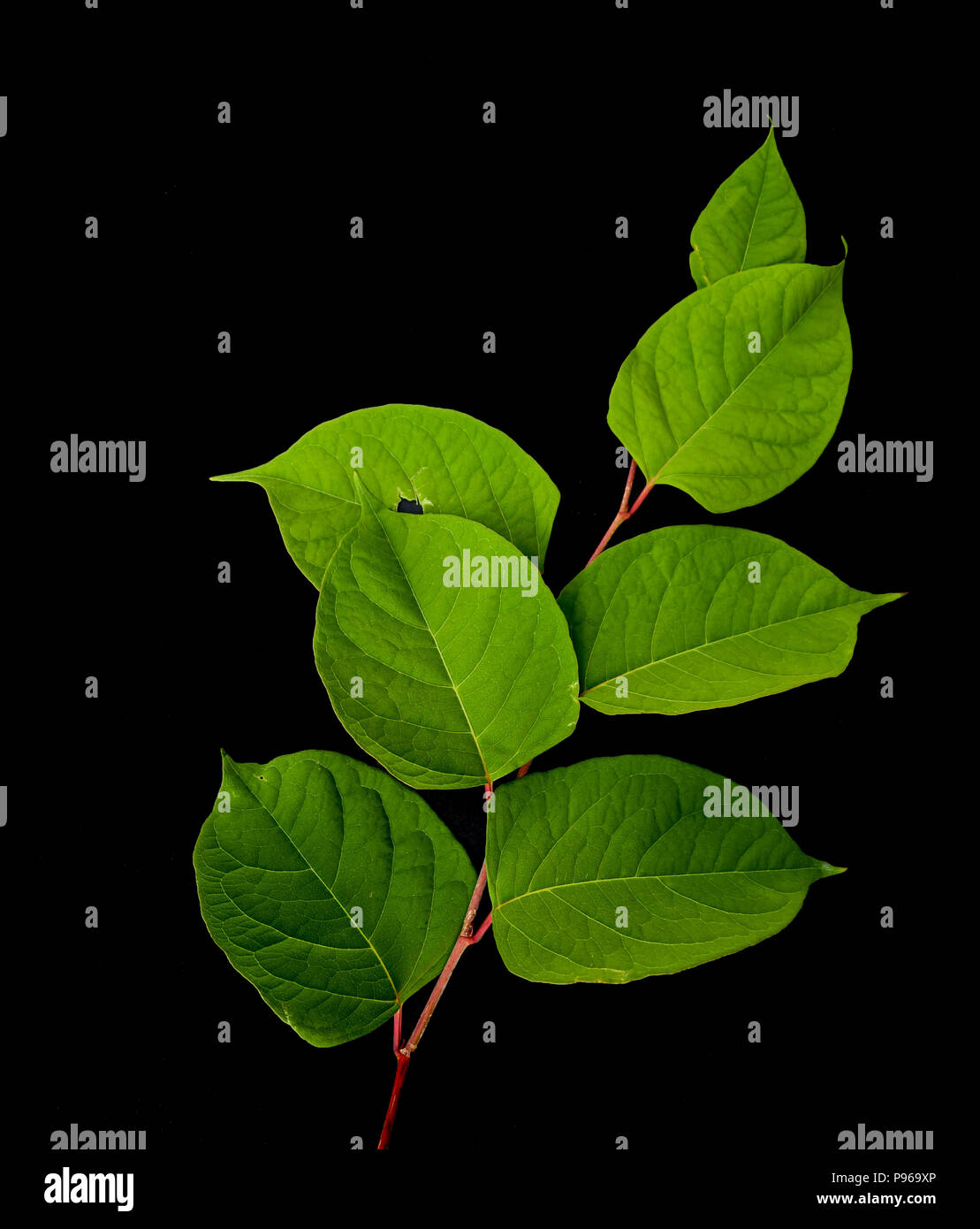 Close up of the leaves of the plant Fallopia japonica or its more ...