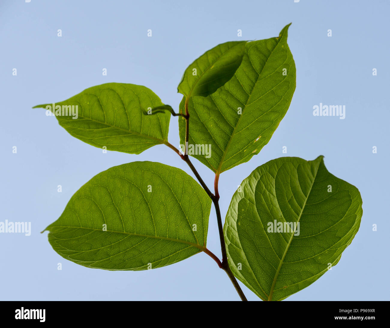 Close up of the leaves of the plant Fallopia japonica or its more ...