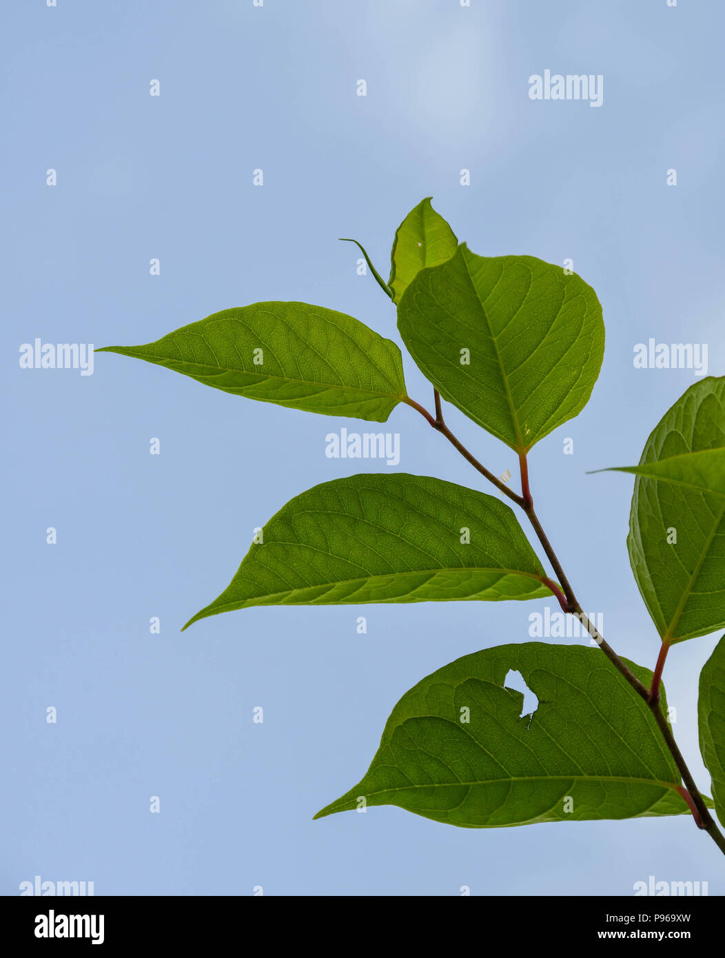 Close up of the leaves of the plant Fallopia japonica or its more ...