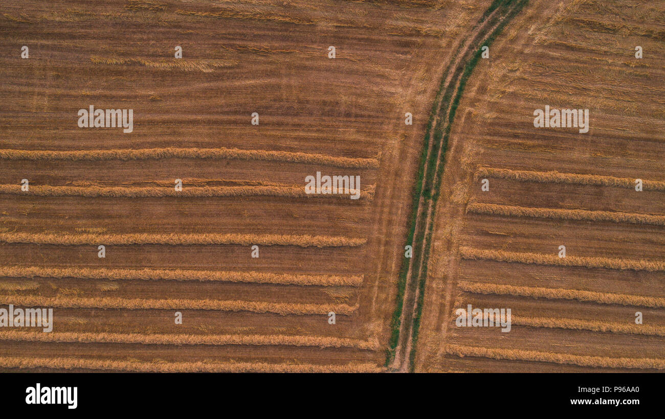 cropped wheat field aerial drone shot top down Stock Photo