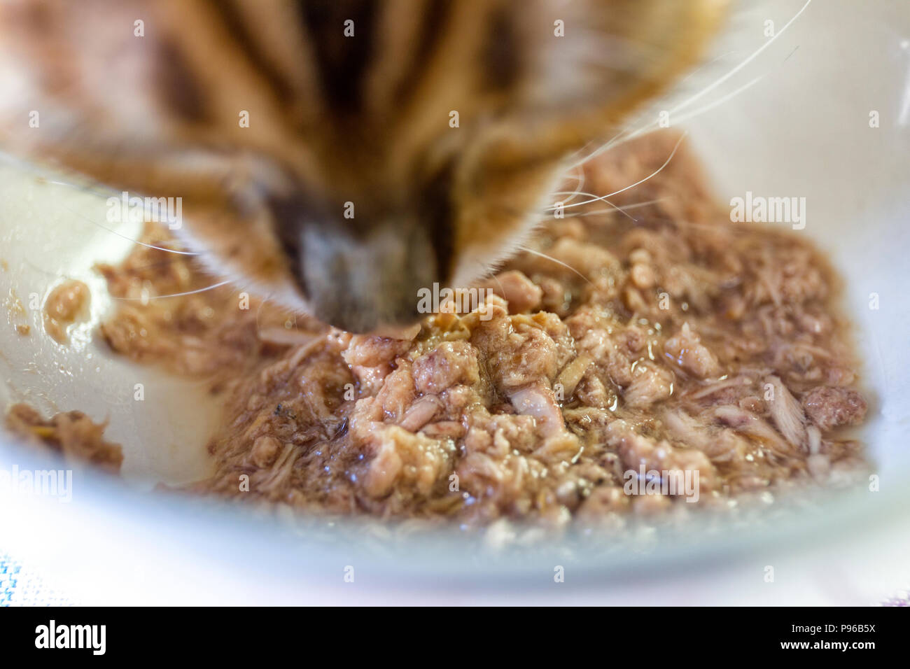 Close up view of hungry Bengal cat wolfing down tuna food from bowl