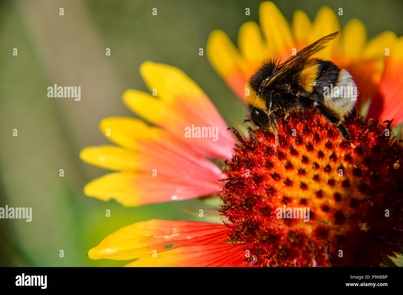 Bee on yellow and orange flower head of rudbeckia black-eyed susan Stock Photo