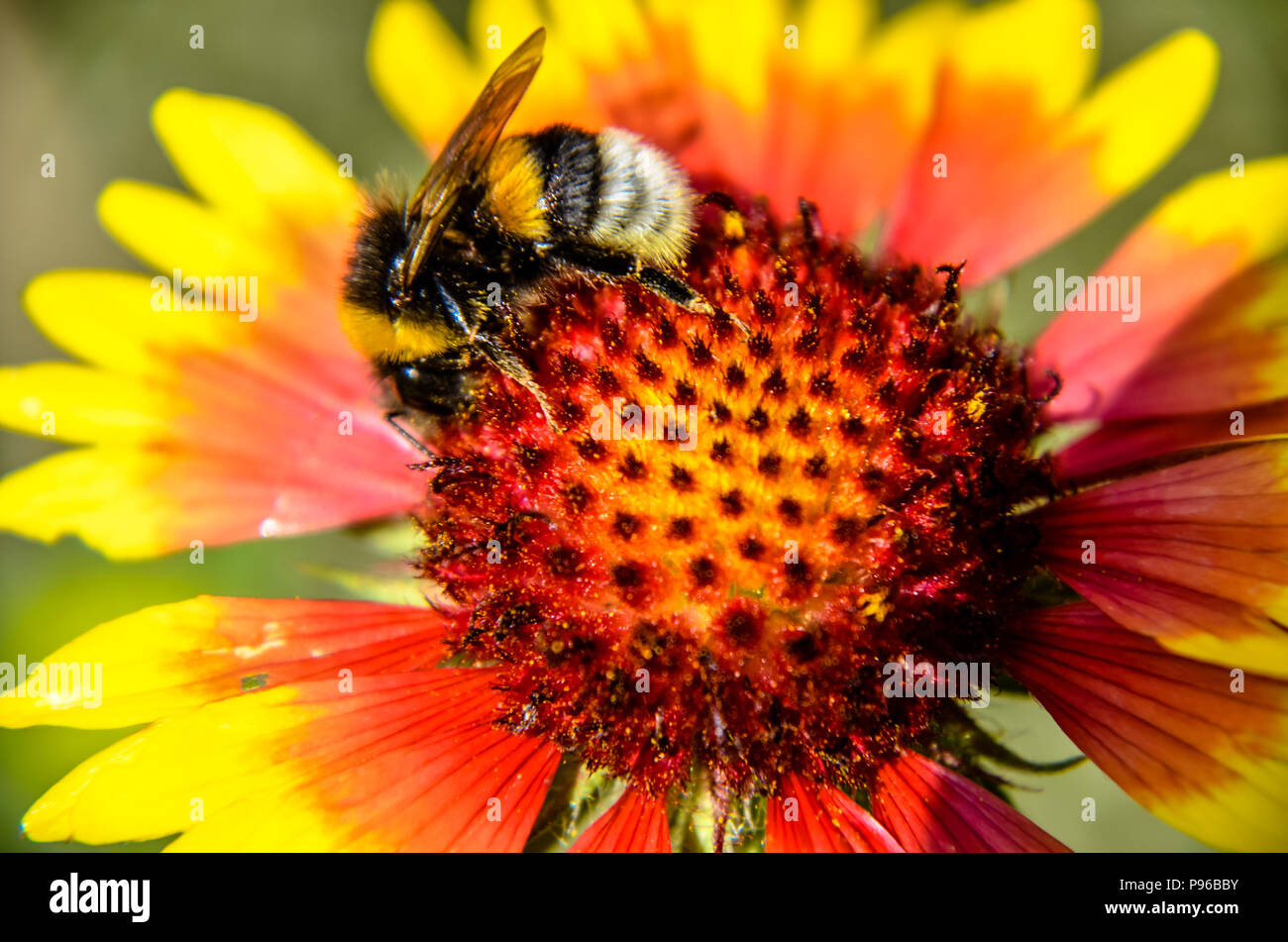 Bee on yellow and orange flower head of rudbeckia black-eyed susan Stock Photo