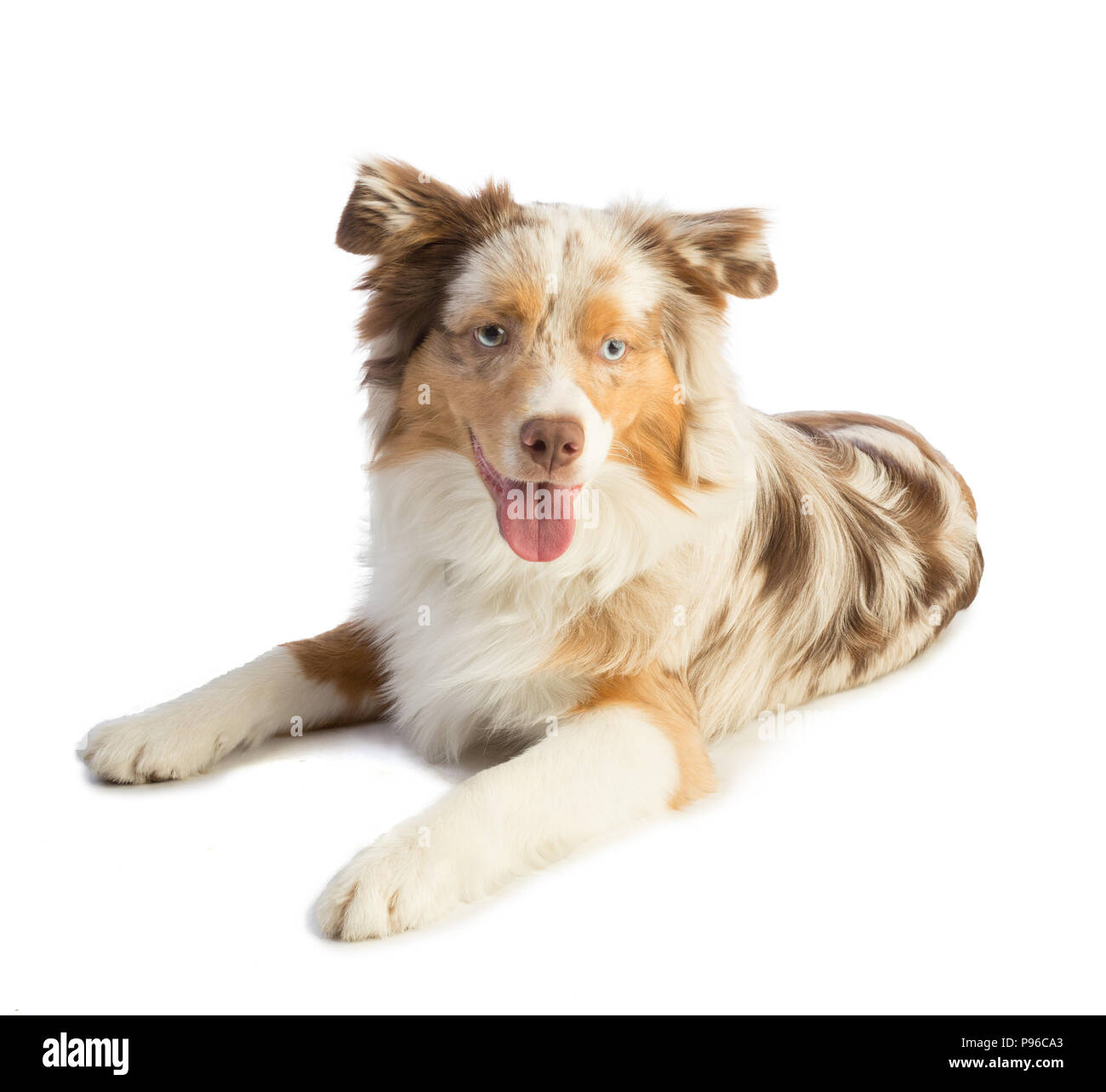 American shepherd hi-res stock photography and images - Alamy