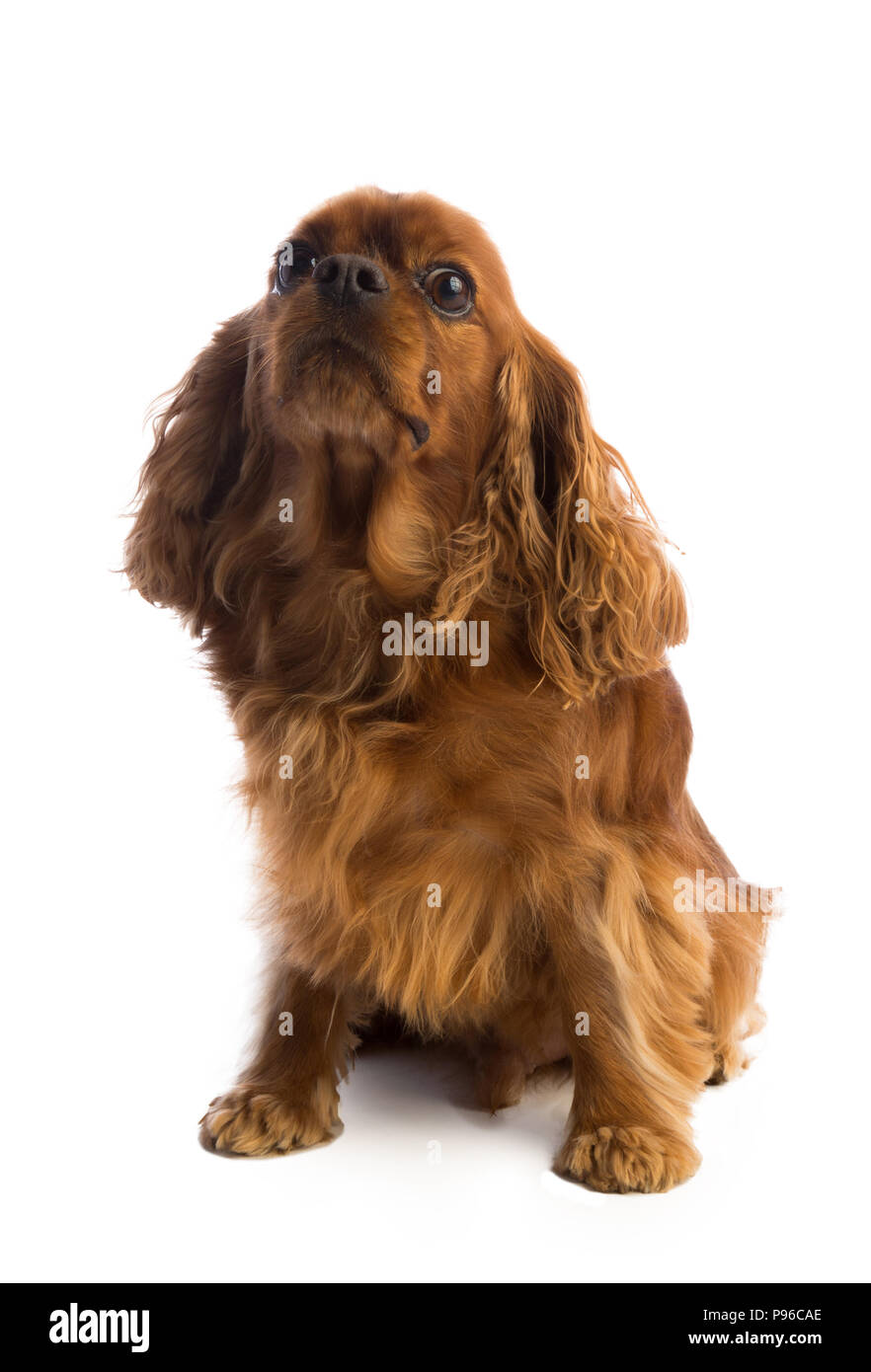 Cavalier King Charles Spaniel sitting on a white background Stock Photo ...
