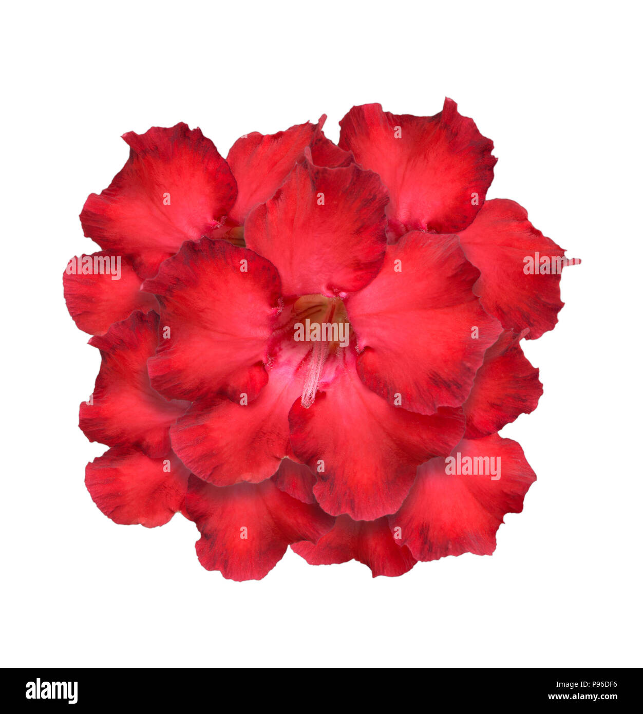 Mock Azalea Desert Rose or Impala Lily or Mock Azalea flower isolate on white Stock ...