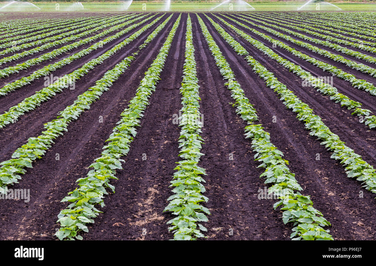 Rows of vegetables growing in a farmers field Stock Photo - Alamy