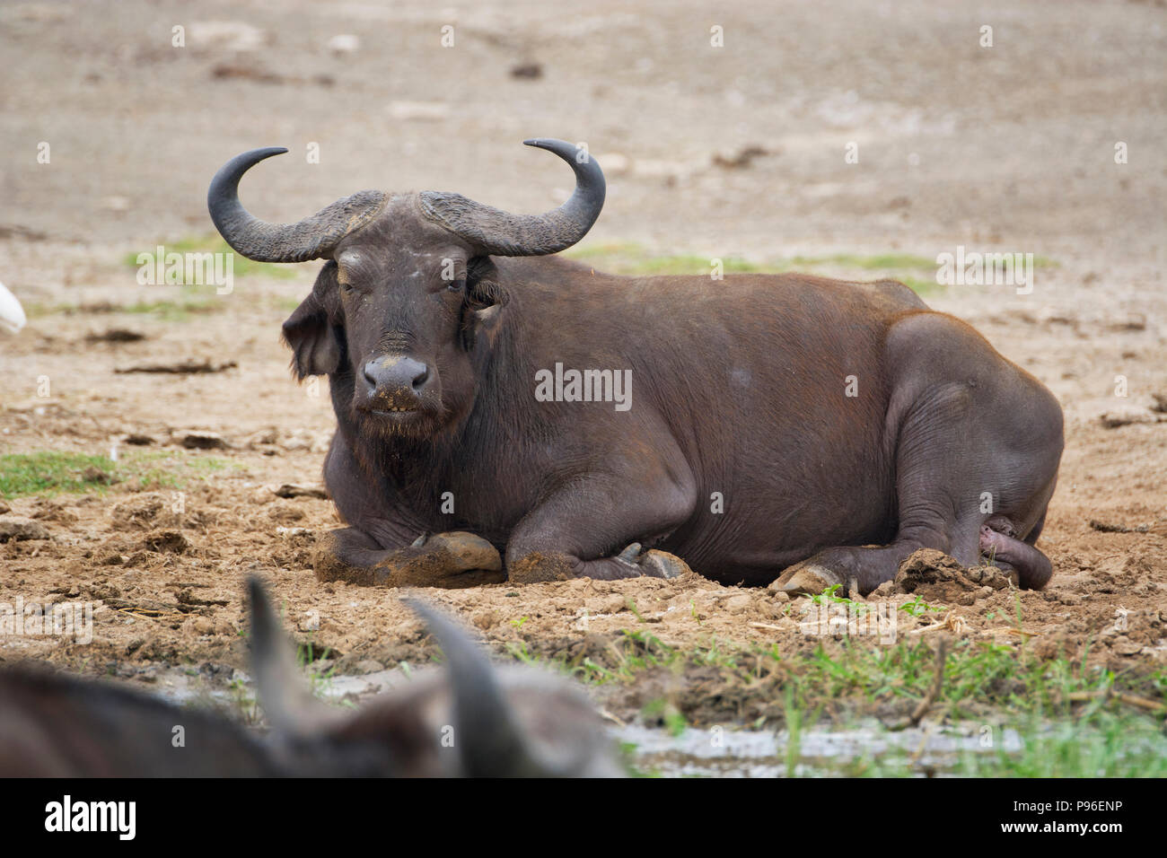 Buffalo Lying Down, Resting on the Banks, Shore of the Kazinga Channel, Uganda Stock Photo
