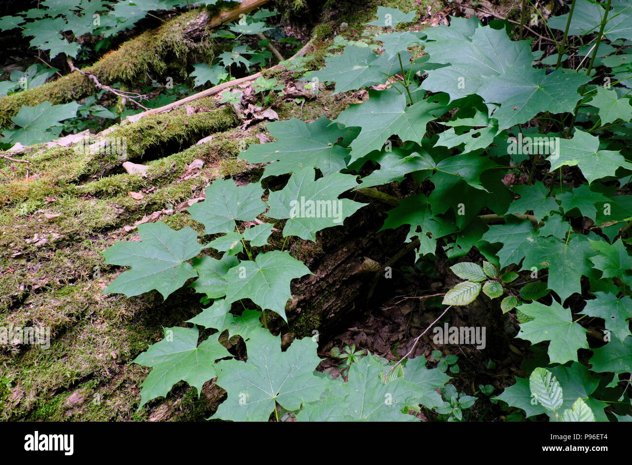 Juvenile maple tree leaves in summer against mossy lyin oak tree close-up, Bialowieza Forest, Poland, Europe Stock Photo