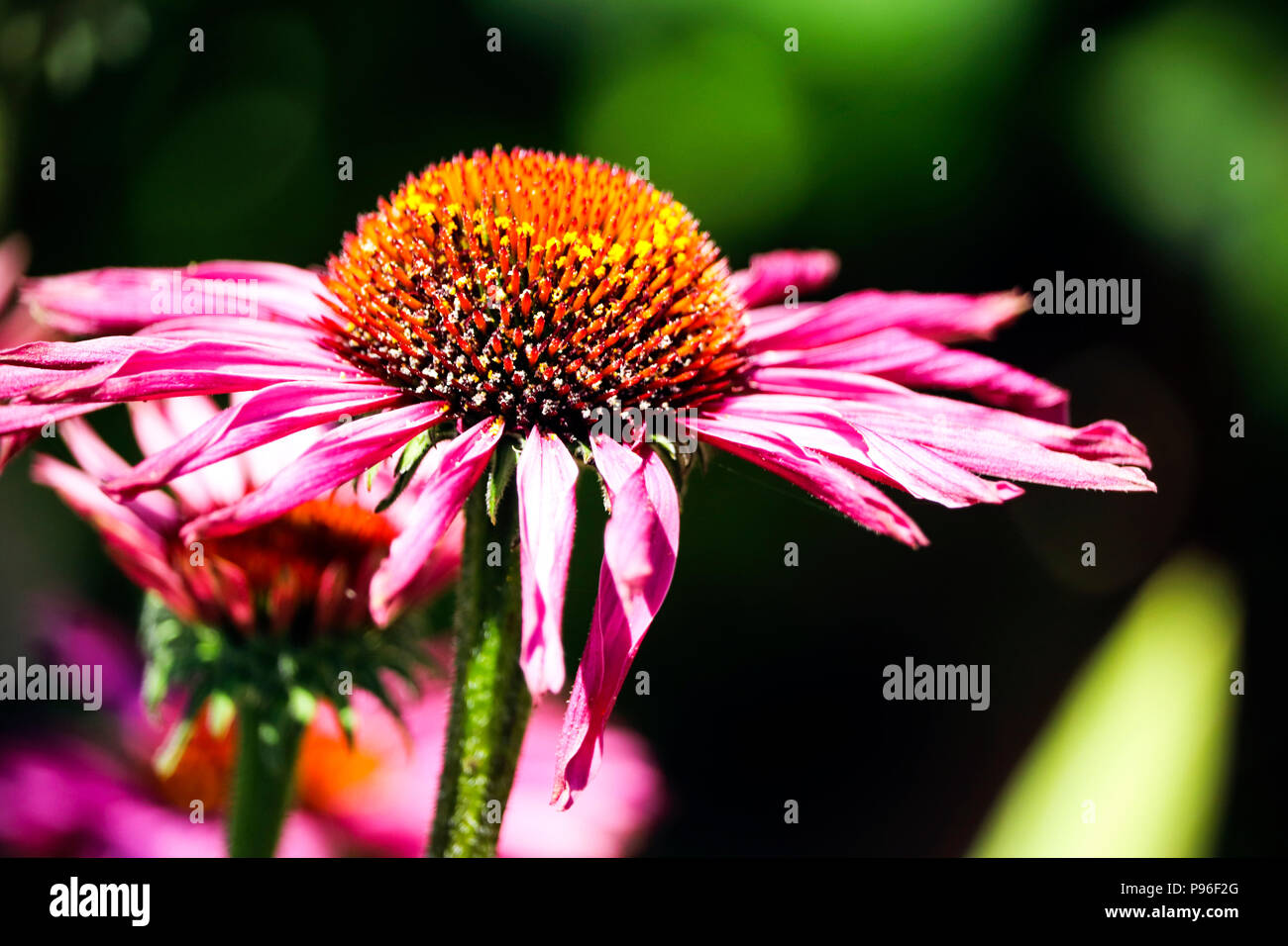 Flowers in Devon Stock Photo Alamy
