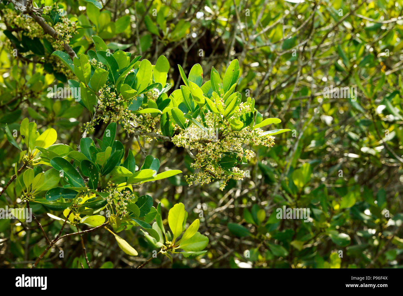 Posur flowers of the main resources of wild honey. Sundarbans, Bangladesh Stock Photo