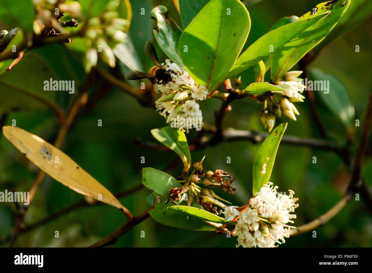 Aegiceras corniculatum, commonly known as black mangrove, river mangrove or khalsi, Sundarbans, Bangladesh Stock Photo