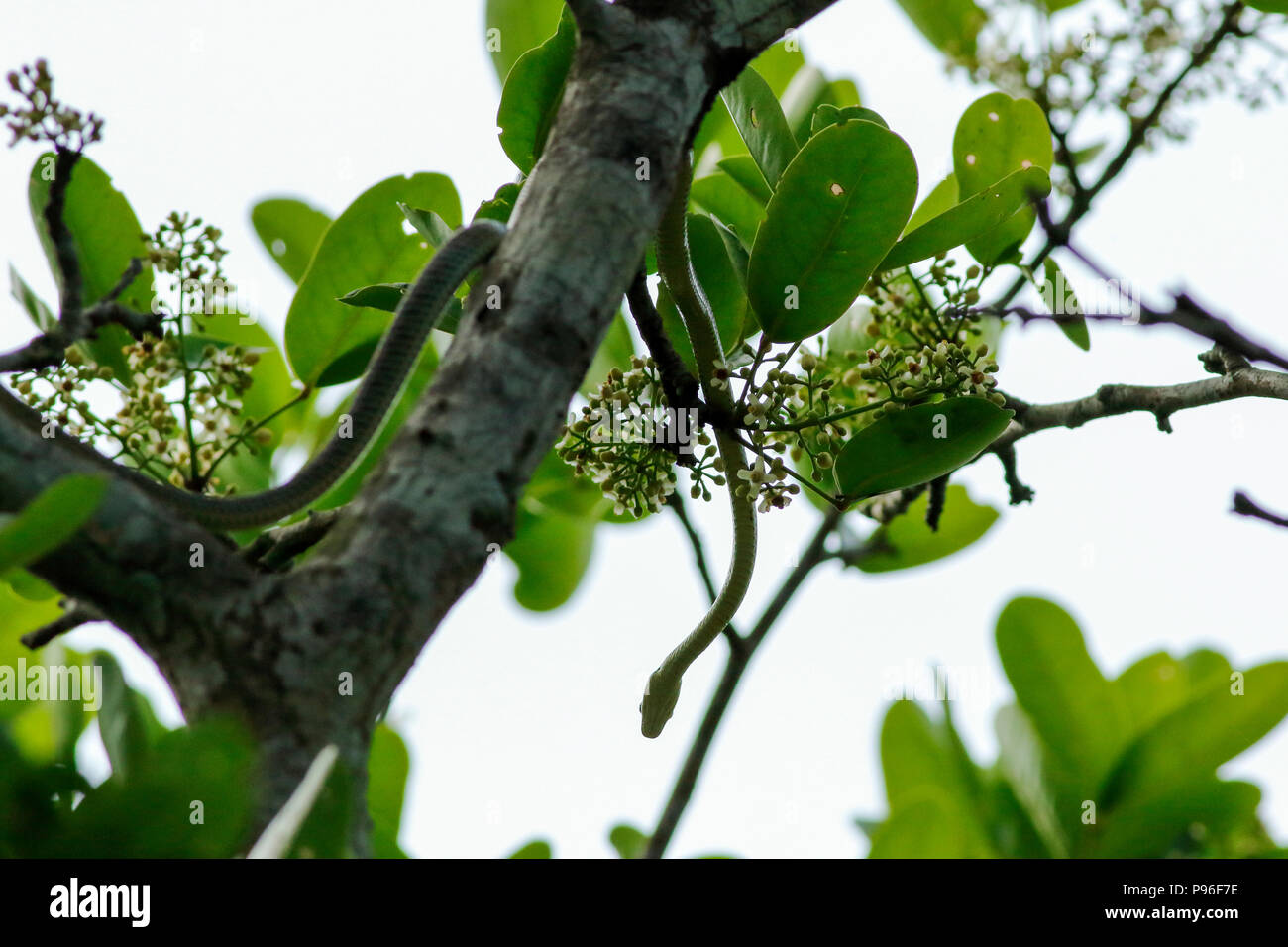 Posur flowers of the main resources of wild honey. Sundarbans, Bangladesh Stock Photo