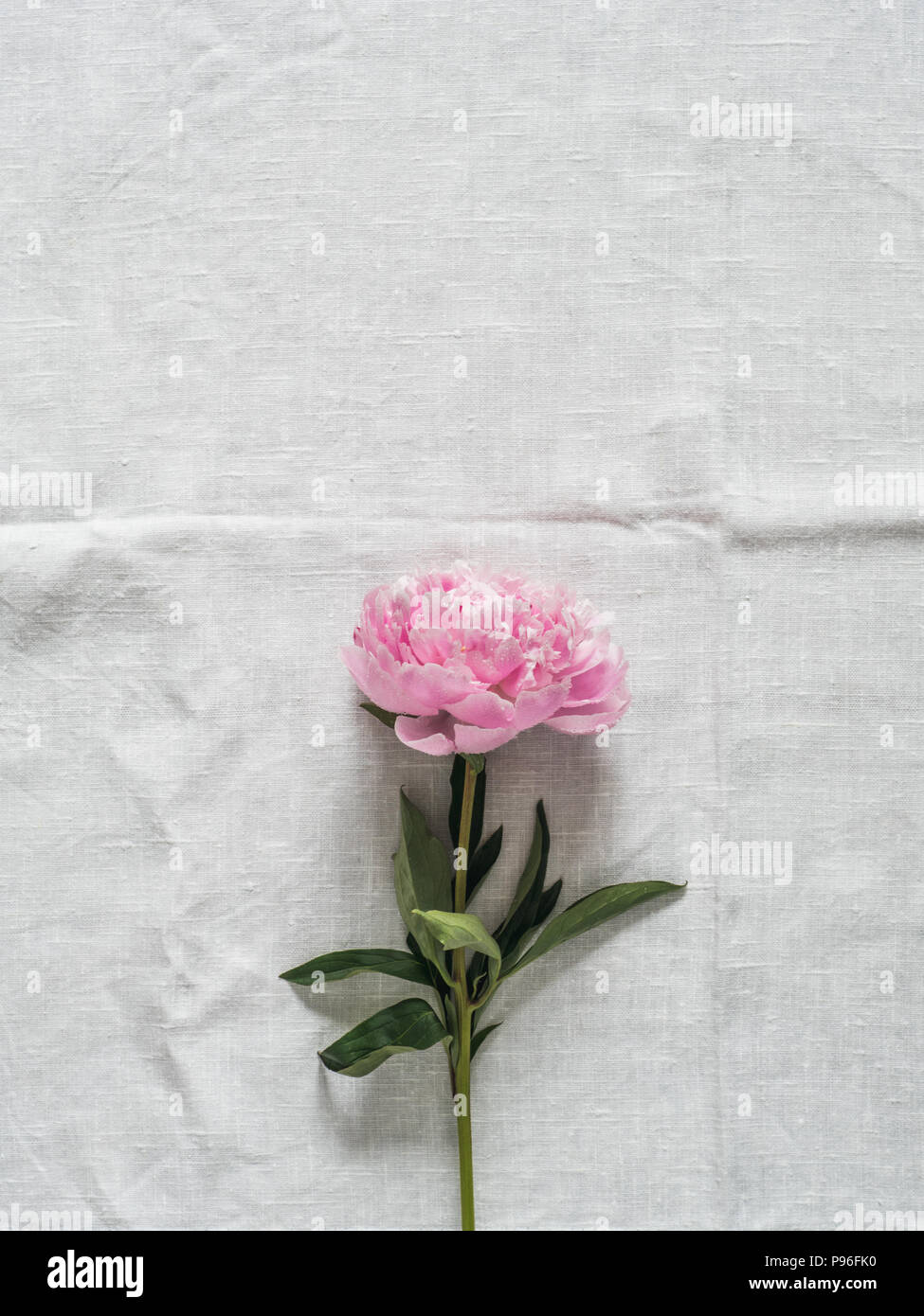 peony flower on white tablecloth Stock Photo