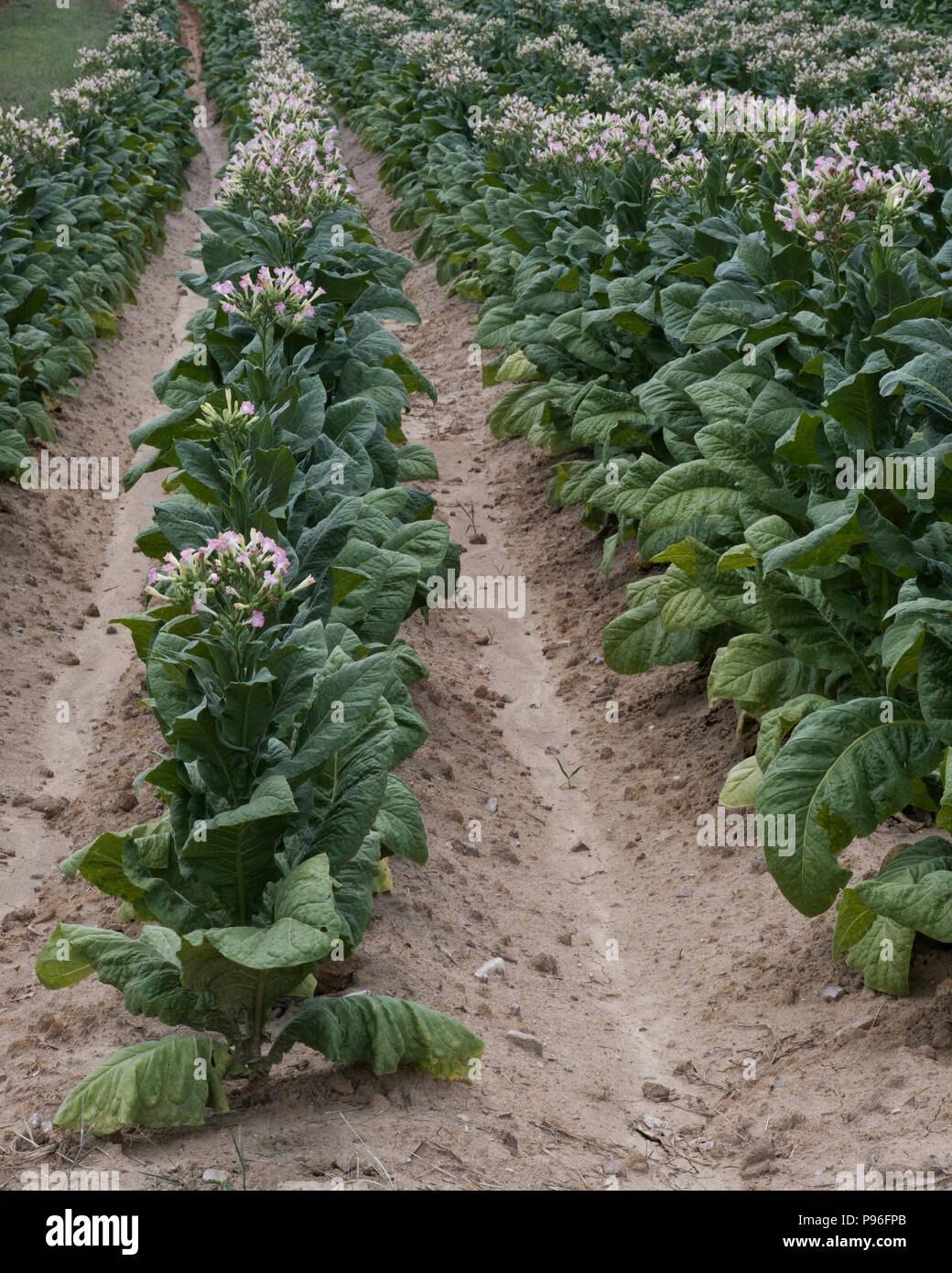 flowing tobacco plant crop in rows. Stock Photo