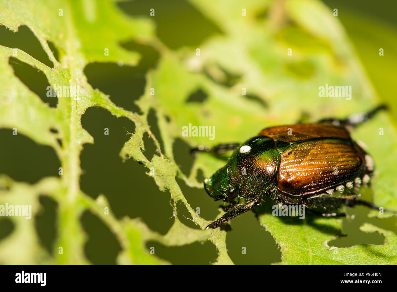 A Japanese Beetle with a Tachinid Fly egg on the thorax. Stock Photo
