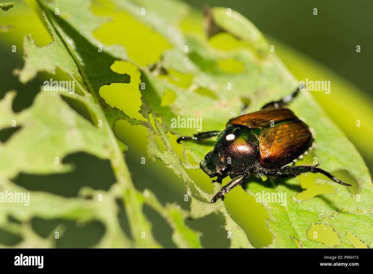 A Japanese Beetle with a Tachinid Fly egg on the thorax. Stock Photo