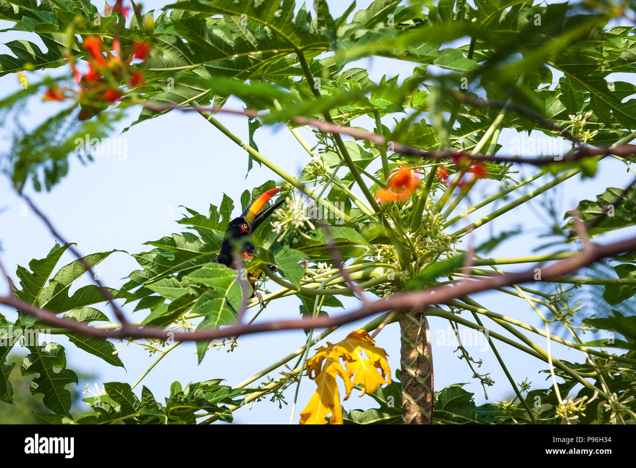 Fiery billed aracari perched in a papaya tree eating blooms in Costa Rica. Stock Photo