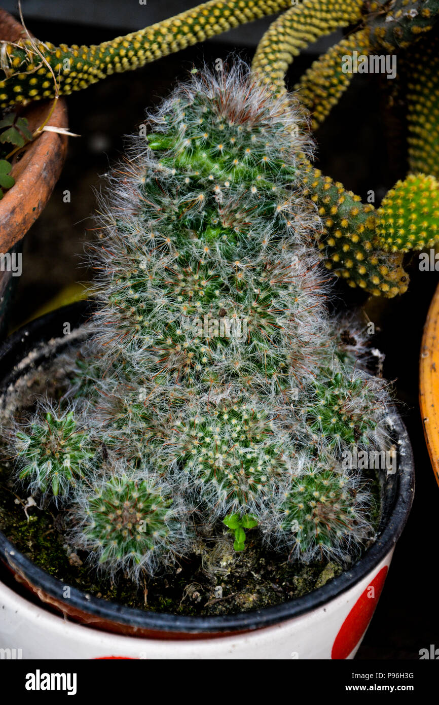 Beautiful light orange flowers of cactus. Opuntia cactus isolated on natural background. Close up of Cactus. Close-up of sharp spines on a cactus. Stock Photo