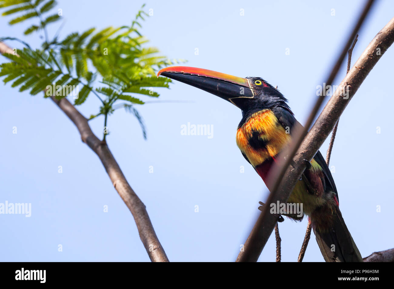 A fiery billed aracari bird perched on a tropical  tree in Costa Rica. Stock Photo