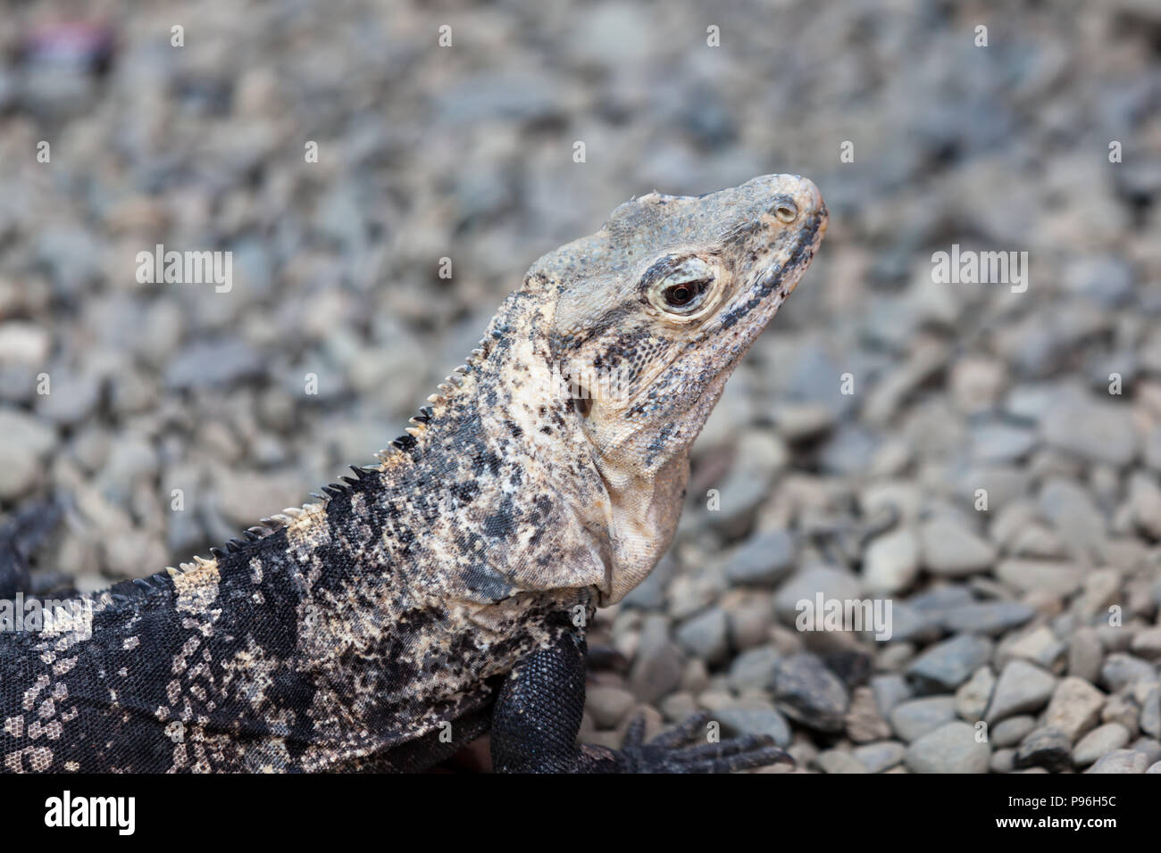 A close up of a beautiful tan and black iguana camouflaged among rocks on the ground in Costa Rica. Stock Photo