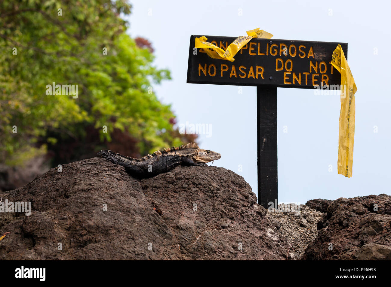 A black spiny-tailed iguana guarding a do not enter sign  in Manuel Antonio, Costa Rica. Stock Photo