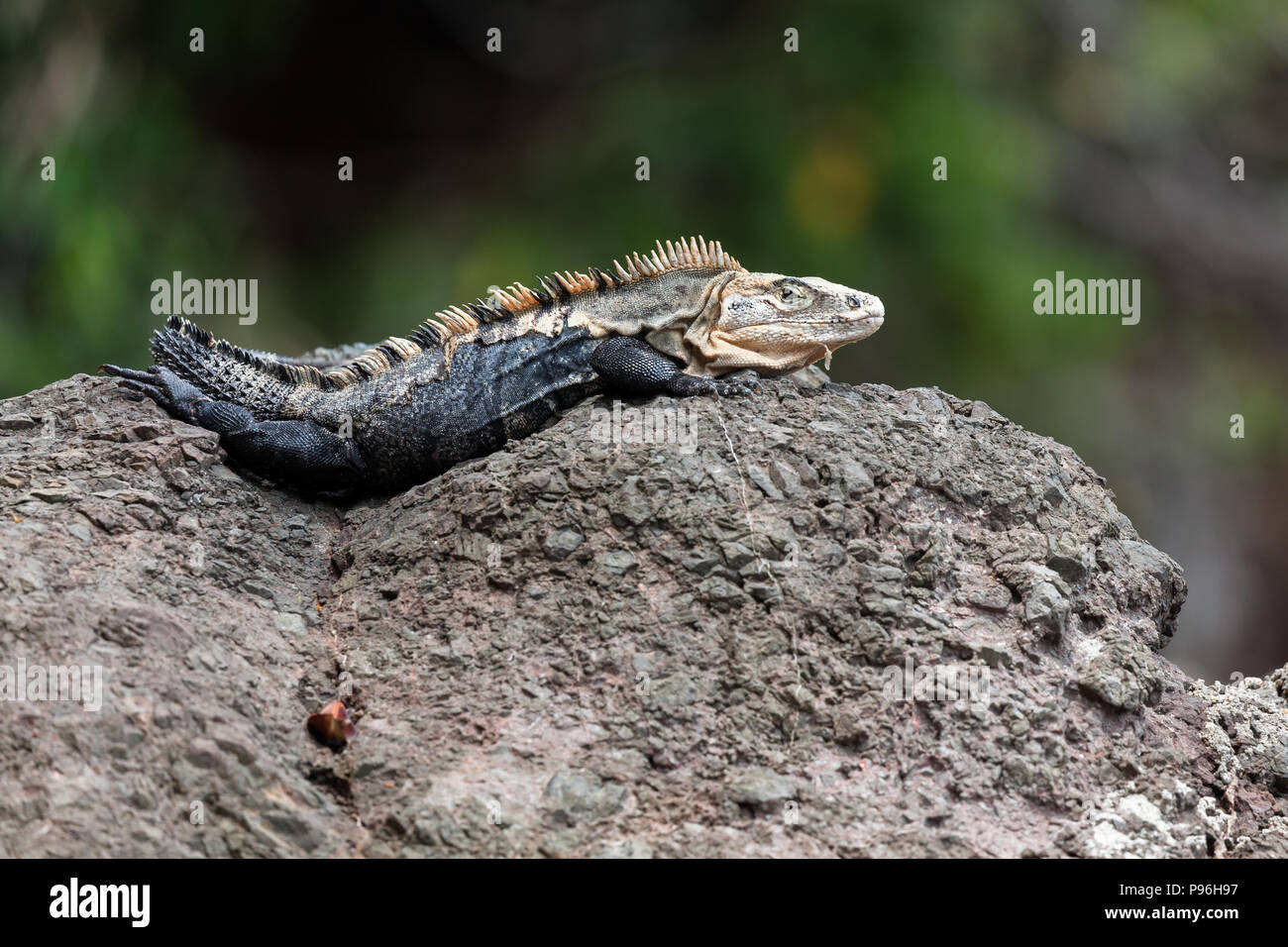 A black spiny-tailed iguana resting on a rock in Manuel Antonio, Costa Rica. Stock Photo