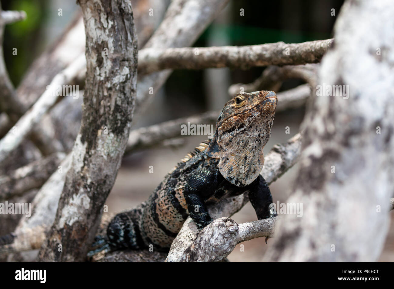A black spiny-tailed iguana resting on a tree branch in Manuel Antonio National Park, Costa Rica. Stock Photo