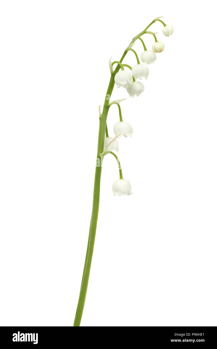 Lily of the valley - flowers isolated on white background Stock Photo ...