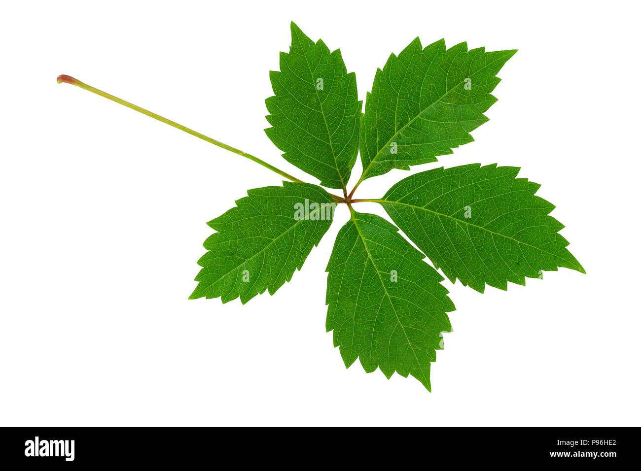 Young green leaf isolated on white background Stock Photo