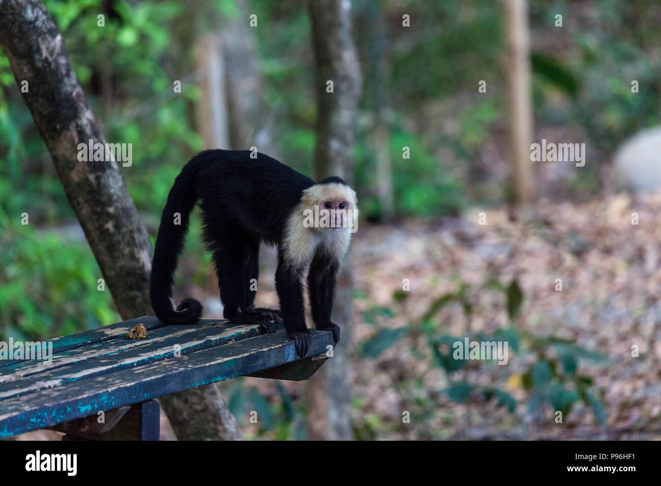 A white faced monkey standing on a bench in Manuel Antonio natural park ...