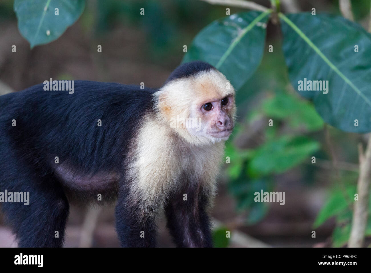 White faced monkey hi-res stock photography and images - Alamy
