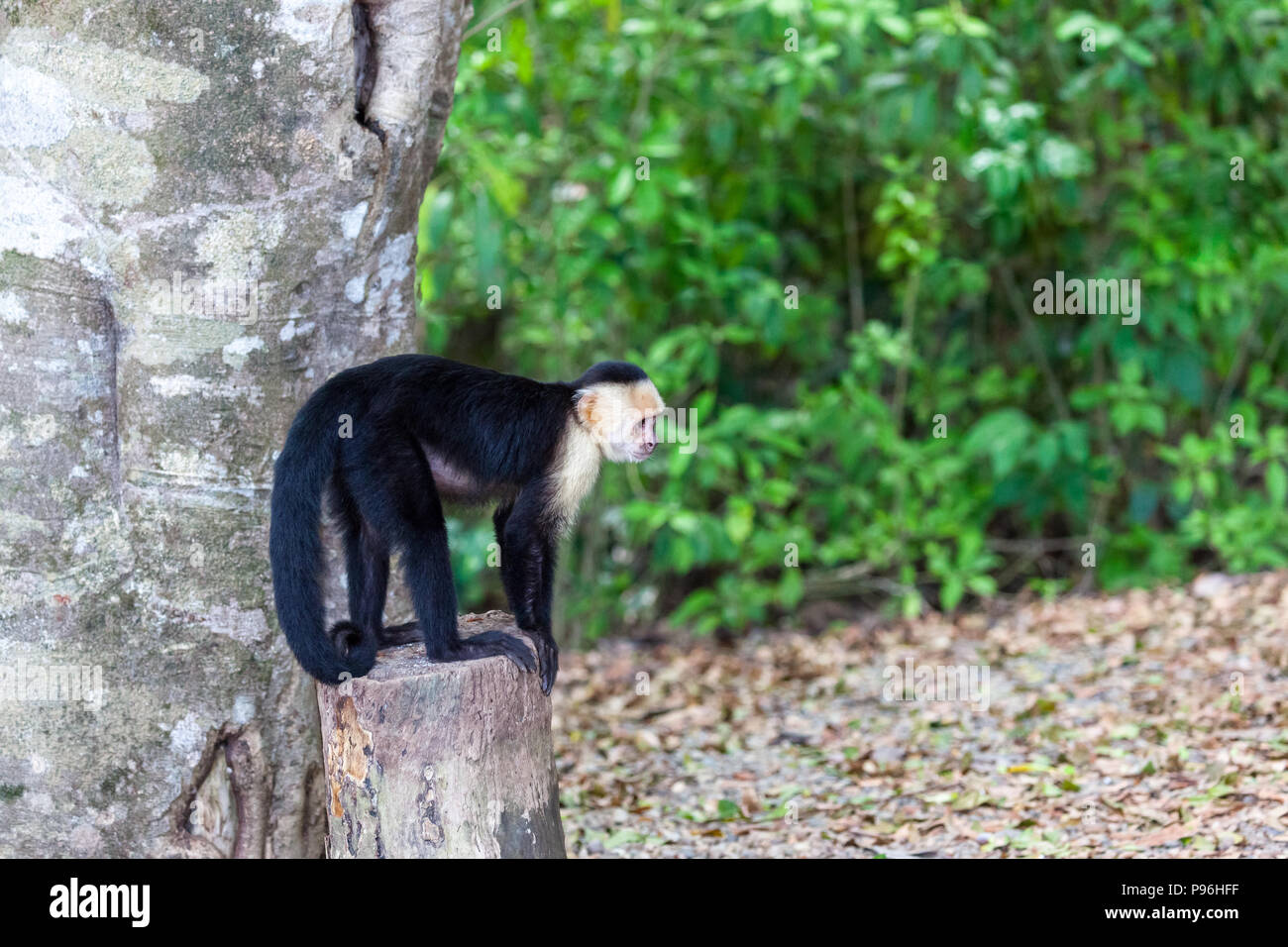 A small white faced monkey standing on a stump in Manuel Antonio natural park in Costa Rica. Stock Photo