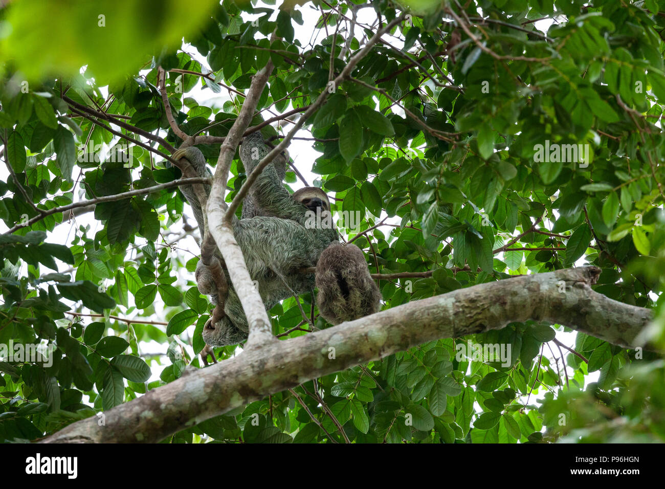 A mother and baby three toed sloths hanging in the tree canopy in Manuel Antonio Costa Rica. Stock Photo