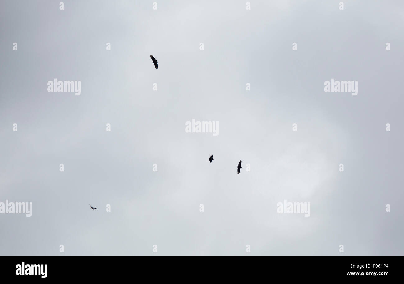 Small bird entering frame as three buzzards circle overhead Stock Photo