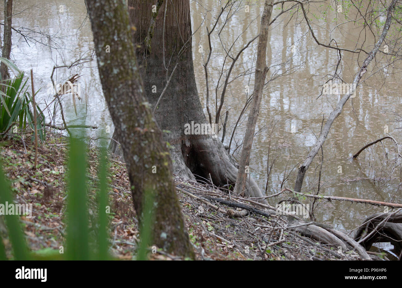 Potential animal den in a hollow under a tree Stock Photo - Alamy