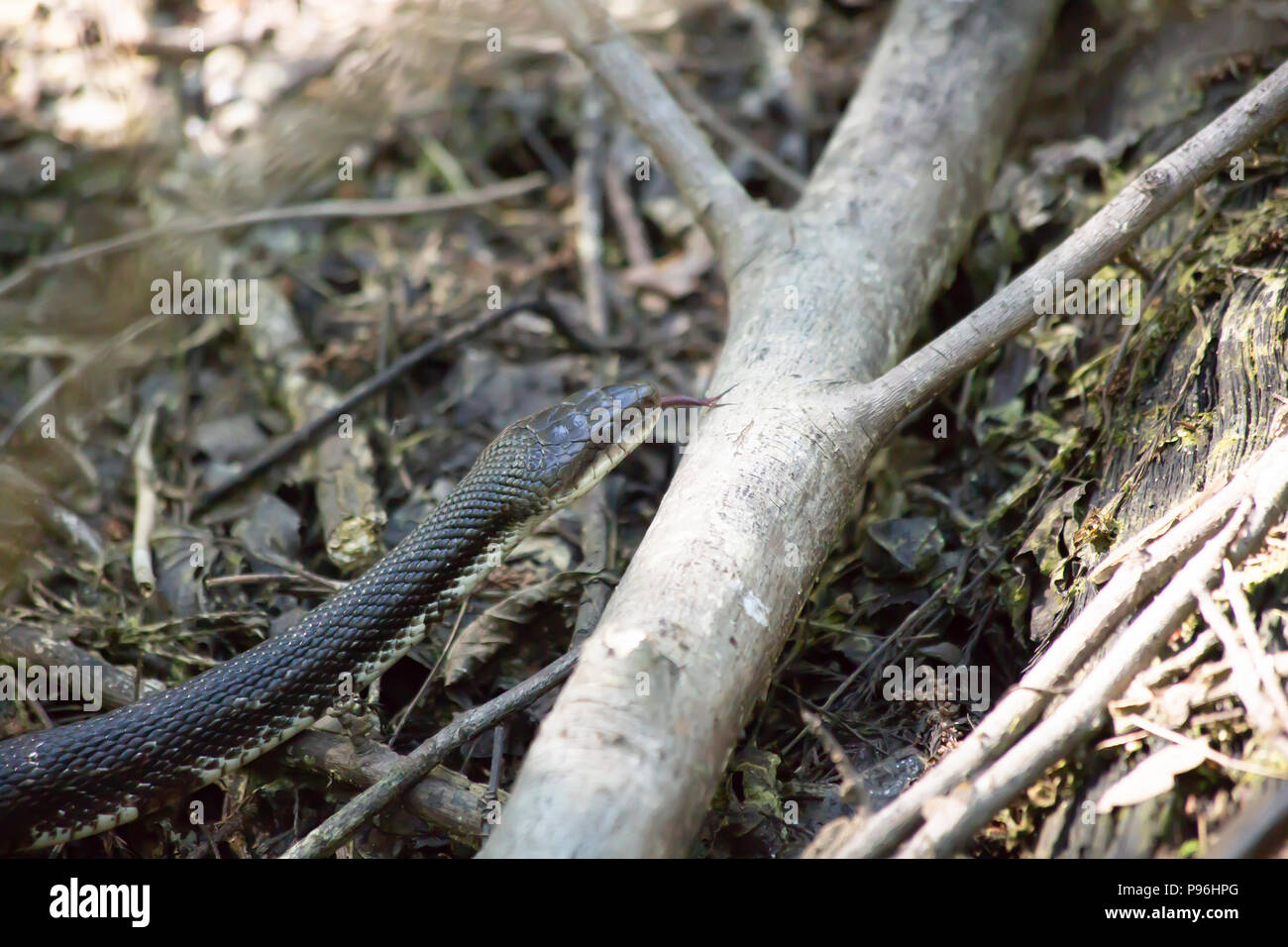 Western rat snake (Pantherophis obsoletus), also known as a chicken snake, slithering over a fallen tree branch Stock Photo