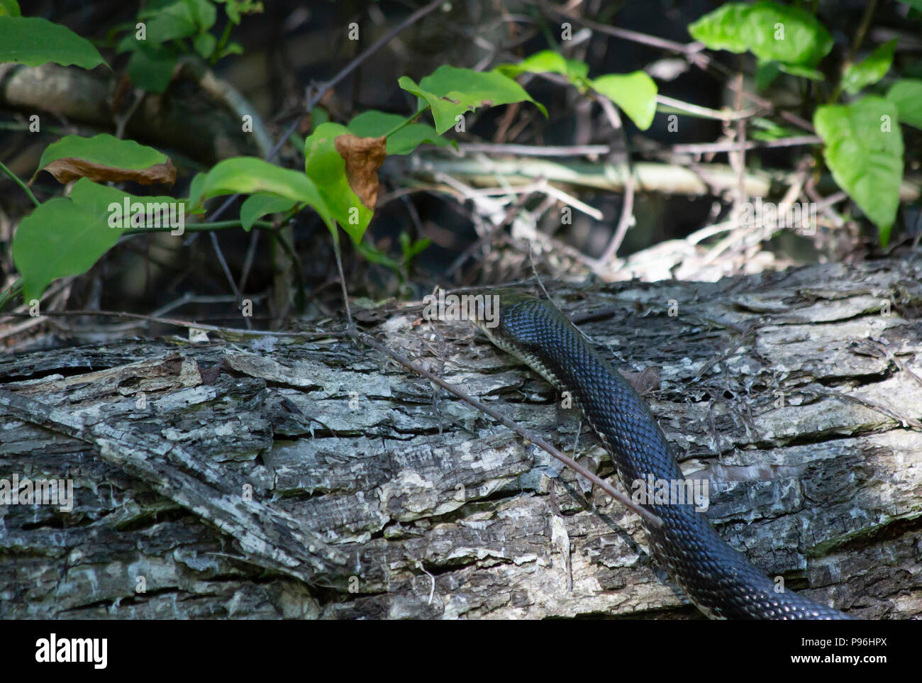 Western rat snake (Pantherophis obsoletus), also known as a chicken snake, crawling over a large fallen tree trunk Stock Photo