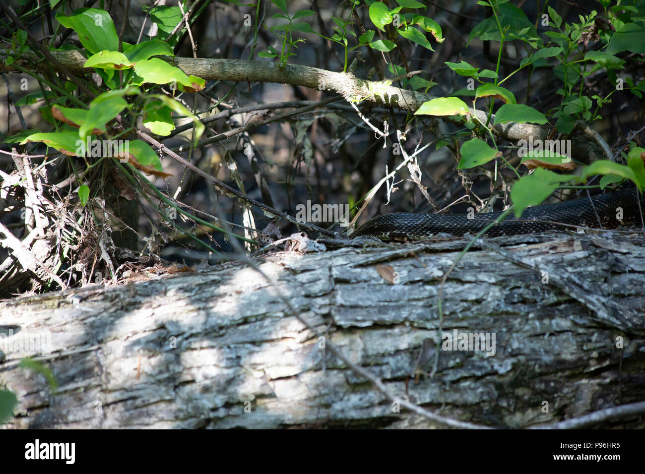 Western rat snake (Pantherophis obsoletus), also known as a chicken snake, crawling over a log Stock Photo