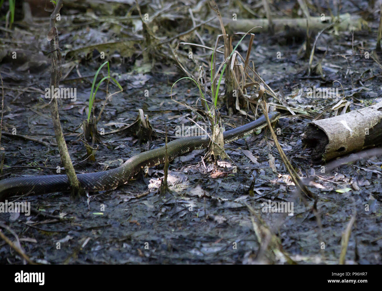 Western rat snake (Pantherophis obsoletus), also known as a chicken snake, crawling through marshland Stock Photo