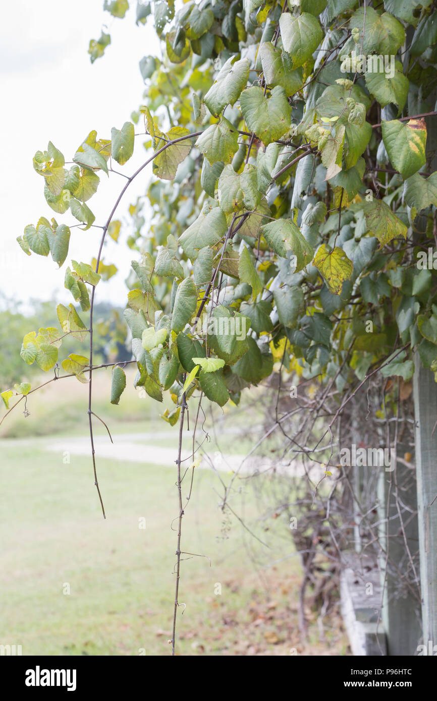 Manicured kudzu growing down from a wooden fence Stock Photo Alamy